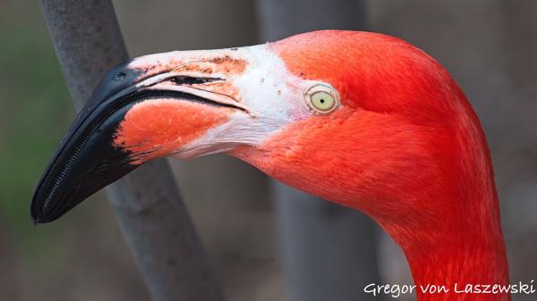  March 17, 2016 6:38 PM, Canon EOS REBEL SL1, Canon EF 70-200mm f/4L, 200mm, f/4.0, 1/1600s, ISO 1000, 