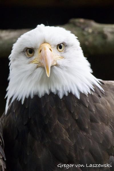  October 13, 2024 3:24 PM, Canon EOS R7, RF100-400mm F5.6-8 IS USM, 400mm, f/8.0, 1/200s, ISO 6400, Gregor von Laszewski