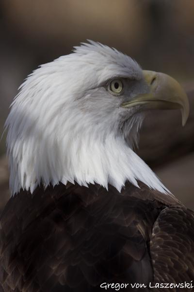 Eagle March 18, 2025 11:53 AM, Canon EOS R7, RF100-500mm F4.5-7.1 L IS USM, 363mm, f/7.1, 1/1600s, ISO 400, Gregor von Laszewski