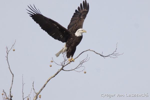 Eagles (Monroe Lake)