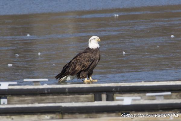  February 14, 2025 2:24 PM, Canon EOS R7, RF200-800mm F6.3-9 IS USM + EXTENDER RF2x, 1600mm, f/18.0, 1/1000s, ISO 1600, Gregor von Laszewski