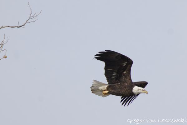  February 14, 2025 2:58 PM, Canon EOS R7, RF200-800mm F6.3-9 IS USM + EXTENDER RF2x, 1600mm, f/18.0, 1/3200s, ISO 4000, Gregor von Laszewski