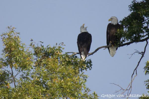  September 11, 2024 10:25 AM, Canon EOS R7, RF800mm F11 IS STM + EXTENDER RF2x, 1600mm, f/22.0, 1/2500s, ISO 6400, Gregor von Laszewski