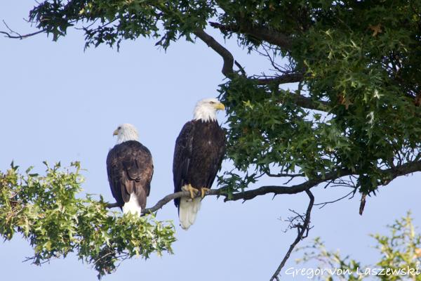  September 11, 2024 10:38 AM, Canon EOS R7, RF100-400mm F5.6-8 IS USM + EXTENDER RF2x, 800mm, f/16.0, 1/400s, ISO 1600, Gregor von Laszewski
