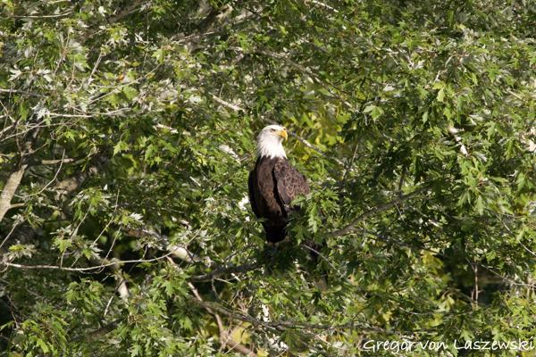  September 2, 2024 7:08 PM, Canon EOS R7, RF100-400mm F5.6-8 IS USM, 400mm, f/11.0, 1/2500s, ISO 4000, Gregor von Laszewski