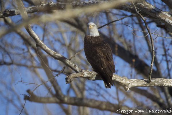  January 29, 2025 10:58 AM, Canon EOS R7, RF200-800mm F6.3-9 IS USM, 800mm, f/9.0, 1/1000s, ISO 800, Gregor von Laszewski