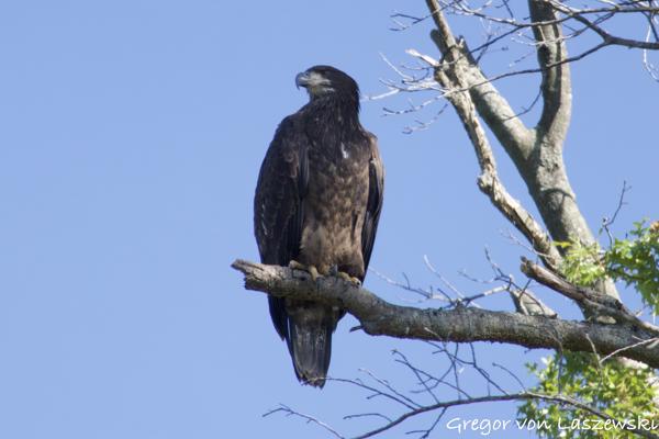  September 1, 2024 10:21 AM, Canon EOS R7, RF100-400mm F5.6-8 IS USM + EXTENDER RF2x, 800mm, f/16.0, 1/500s, ISO 2500, Gregor von Laszewski
