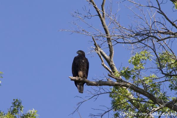  September 1, 2024 10:27 AM, Canon EOS R7, RF100-400mm F5.6-8 IS USM, 400mm, f/22.0, 1/500s, ISO 2500, Gregor von Laszewski