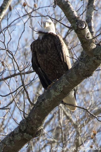  January 29, 2025 11:22 AM, Canon EOS R7, RF200-800mm F6.3-9 IS USM + EXTENDER RF2x, 1344mm, f/18.0, 1/1250s, ISO 5000, Gregor von Laszewski