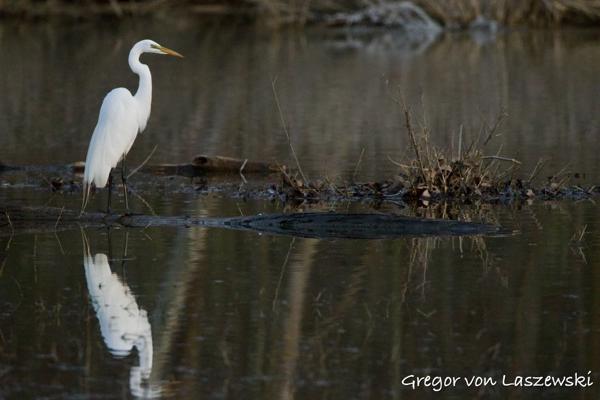  April 12, 2025 8:06 PM, Canon EOS R7, RF200-800mm F6.3-9 IS USM, 800mm, f/9.0, 1/1250s, ISO 6400, Gregor von Laszewski