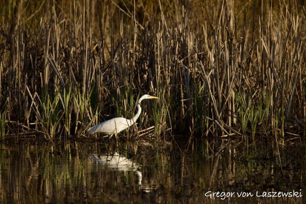 Egrets