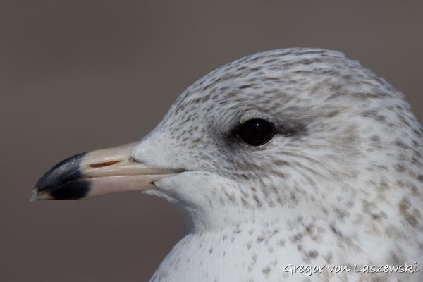 Gulls (Cleveland)