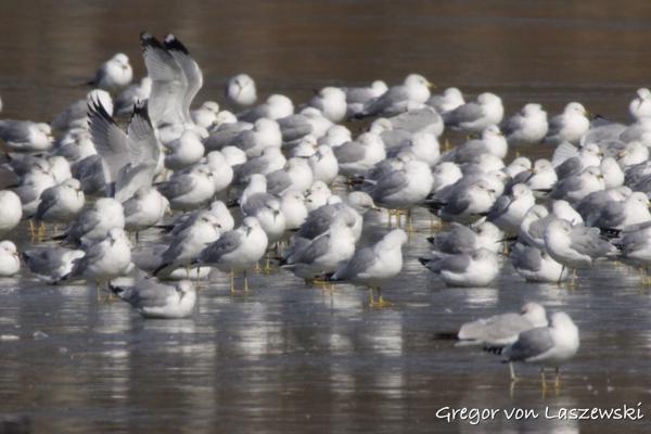  February 14, 2025 1:51 PM, Canon EOS R7, RF200-800mm F6.3-9 IS USM + EXTENDER RF2x, 1600mm, f/18.0, 1/3200s, ISO 3200, Gregor von Laszewski