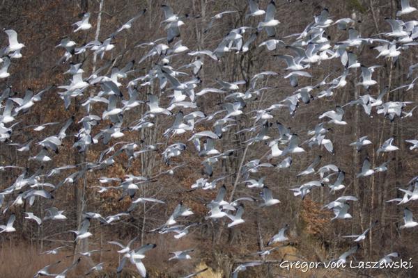  February 14, 2025 1:51 PM, Canon EOS R7, RF200-800mm F6.3-9 IS USM + EXTENDER RF2x, 400mm, f/13.0, 1/800s, ISO 640, Gregor von Laszewski