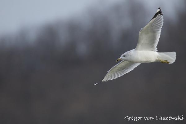  February 24, 2025 9:57 AM, Canon EOS R7, RF200-800mm F6.3-9 IS USM, 800mm, f/9.0, 1/2500s, ISO 2000, Gregor von Laszewski