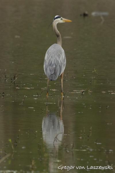  April 25, 2025 4:26 PM, Canon EOS R7, RF100-500mm F4.5-7.1 L IS USM + EXTENDER RF2x, 1000mm, f/14.0, 1/640s, ISO 4000, Gregor von Laszewski