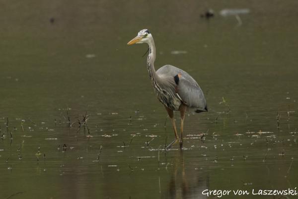  April 25, 2025 4:25 PM, Canon EOS R7, RF100-500mm F4.5-7.1 L IS USM + EXTENDER RF2x, 1000mm, f/14.0, 1/640s, ISO 4000, Gregor von Laszewski