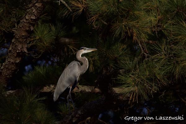  November 2, 2024 5:31 PM, Canon EOS R7, RF200-800mm F6.3-9 IS USM, 800mm, f/9.0, 1/1000s, ISO 250, Gregor von Laszewski