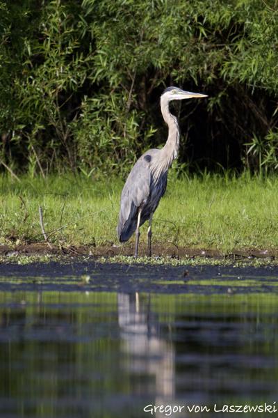  July 19, 2024 6:34 PM, Canon EOS R7, RF800mm F11 IS STM, 800mm, f/11.0, 1/1250s, ISO 1250, Gregor von Laszewski