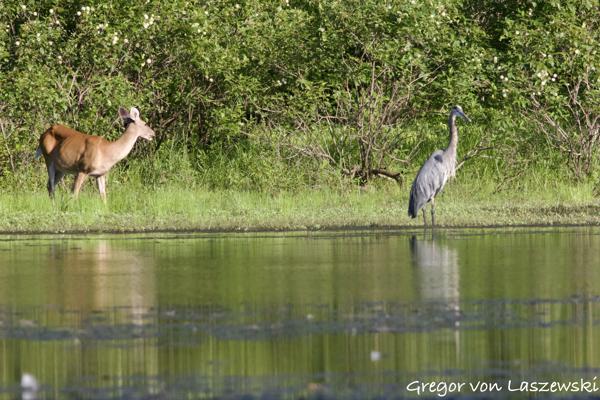  July 19, 2024 7:04 PM, Canon EOS R7, RF100-400mm F5.6-8 IS USM + EXTENDER RF2x, 400mm, f/16.0, 1/1600s, ISO 3200, Gregor von Laszewski