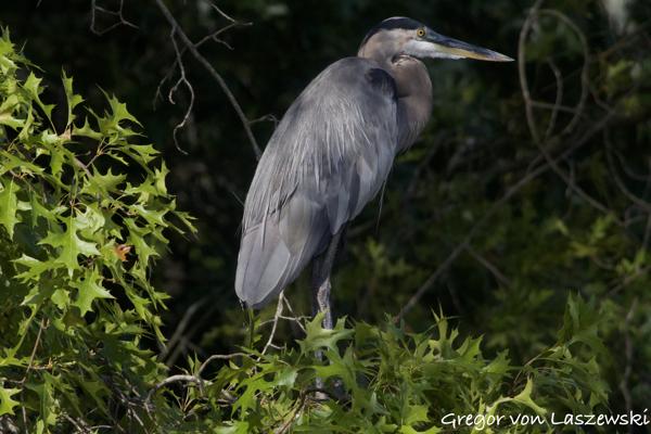  August 19, 2024 5:51 PM, Canon EOS R7, RF100-400mm F5.6-8 IS USM + EXTENDER RF2x, 649mm, f/16.0, 1/2500s, ISO 4000, Gregor von Laszewski