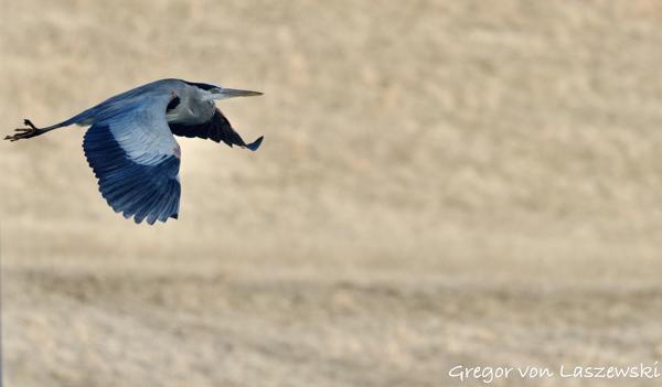  February 23, 2025 9:48 AM, Canon EOS R7, RF100-500mm F4.5-7.1 L IS USM, 500mm, f/7.1, 1/3200s, ISO 1250, Gregor von Laszewski