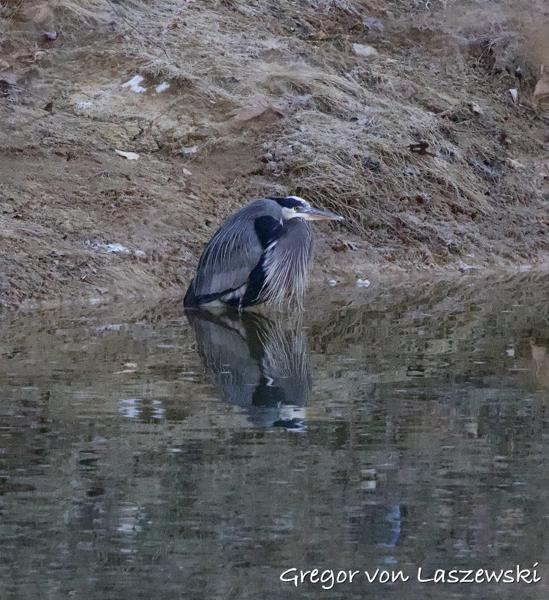  February 23, 2025 9:45 AM, Canon EOS R7, RF100-500mm F4.5-7.1 L IS USM, 500mm, f/7.1, 1/3200s, ISO 12800, Gregor von Laszewski