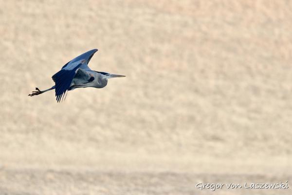  February 23, 2025 9:48 AM, Canon EOS R7, RF100-500mm F4.5-7.1 L IS USM, 500mm, f/7.1, 1/3200s, ISO 1250, Gregor von Laszewski
