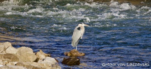  February 23, 2025 9:48 AM, Canon EOS R7, RF100-500mm F4.5-7.1 L IS USM, 500mm, f/7.1, 1/3200s, ISO 1250, Gregor von Laszewski