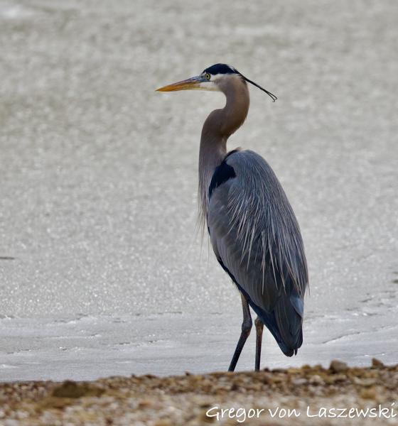  February 24, 2025 11:07 AM, Canon EOS R7, RF200-800mm F6.3-9 IS USM, 432mm, f/7.1, 1/3200s, ISO 800, Gregor von Laszewski