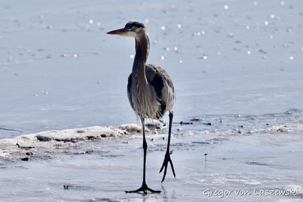  February 23, 2025 11:10 AM, Canon EOS R7, RF100-500mm F4.5-7.1 L IS USM, 500mm, f/7.1, 1/5000s, ISO 500, Gregor von Laszewski