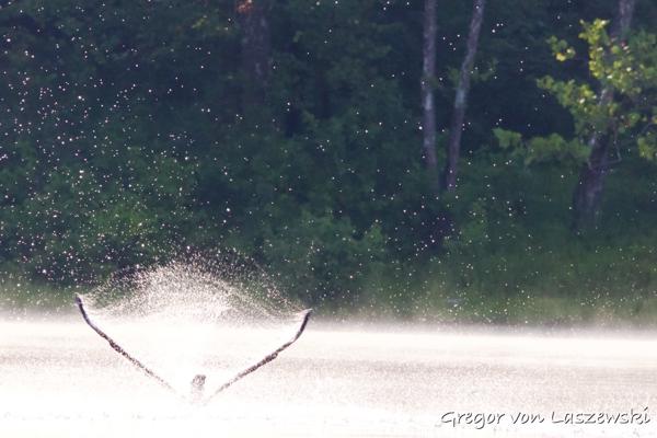  August 19, 2023 9:24 AM, Canon EOS R7, RF100-400mm F5.6-8 IS USM + EXTENDER RF2x, 366mm, f/14.0, 1/1000s, ISO 6400, Gregor von Laszewski