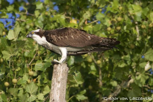  July 18, 2024 7:41 PM, Canon EOS R7, RF100-400mm F5.6-8 IS USM + EXTENDER RF2x, 800mm, f/18.0, 1/500s, ISO 1250, Gregor von Laszewski