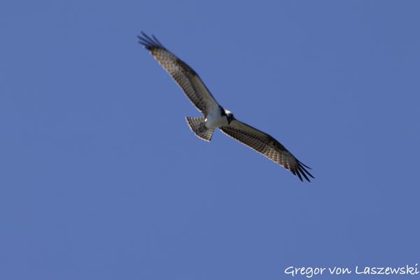  September 1, 2024 12:19 PM, Canon EOS R7, RF100-400mm F5.6-8 IS USM, 400mm, f/18.0, 1/200s, ISO 250, Gregor von Laszewski