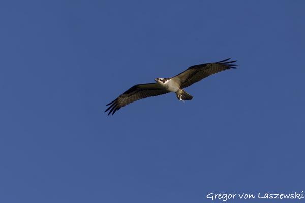  July 18, 2024 7:45 PM, Canon EOS R7, RF100-400mm F5.6-8 IS USM + EXTENDER RF2x, 200mm, f/13.0, 1/1000s, ISO 800, Gregor von Laszewski