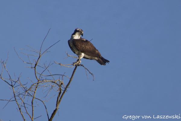  July 19, 2024 7:39 PM, Canon EOS R7, RF100-400mm F5.6-8 IS USM + EXTENDER RF2x, 800mm, f/16.0, 1/1600s, ISO 2000, Gregor von Laszewski