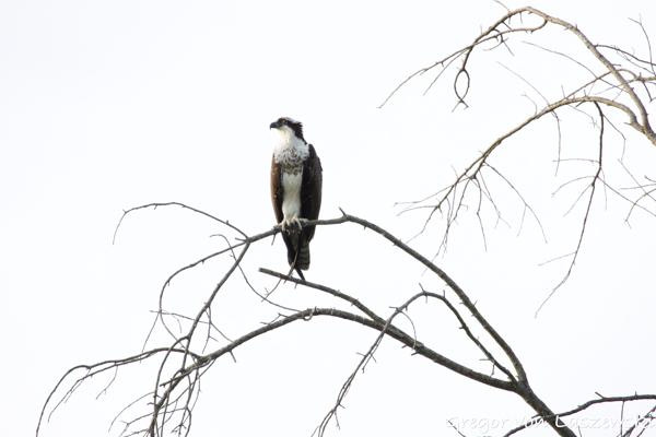  July 21, 2024 7:50 PM, Canon EOS R7, RF100-400mm F5.6-8 IS USM, 400mm, f/8.0, 1/3200s, ISO 6400, Gregor von Laszewski