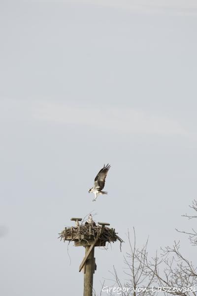  April 17, 2025 9:13 AM, Canon EOS R7, RF200-800mm F6.3-9 IS USM, 600mm, f/9.0, 1/640s, ISO 400, Gregor von Laszewski