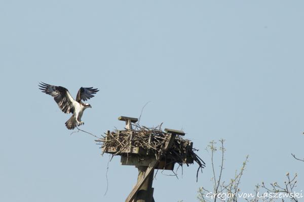 April 23, 2025 9:32 AM, Canon EOS R7, RF100-500mm F4.5-7.1 L IS USM + EXTENDER RF2x, 1000mm, f/14.0, 1/3200s, ISO 3200, Gregor von Laszewski