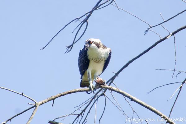  August 24, 2024 11:10 AM, Canon EOS R7, RF100-400mm F5.6-8 IS USM + EXTENDER RF2x, 800mm, f/16.0, 1/1000s, ISO 4000, Gregor von Laszewski