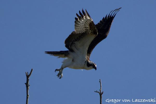 September 1, 2024 9:29 AM, Canon EOS R7, RF100-400mm F5.6-8 IS USM + EXTENDER RF2x, 800mm, f/16.0, 1/3200s, ISO 4000, Gregor von Laszewski
