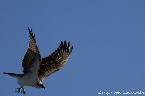  September 1, 2024 9:29 AM, Canon EOS R7, RF100-400mm F5.6-8 IS USM + EXTENDER RF2x, 800mm, f/16.0, 1/3200s, ISO 3200, Gregor von Laszewski