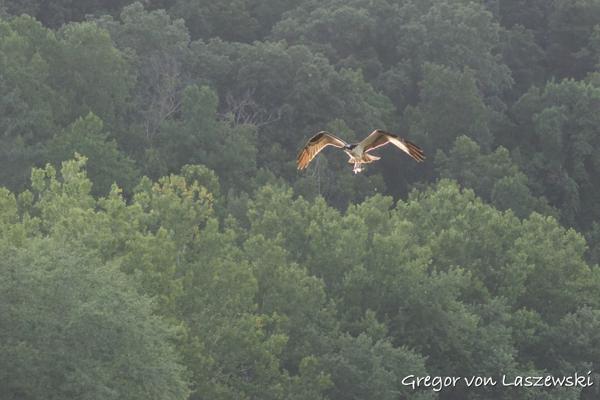  July 18, 2024 7:44 PM, Canon EOS R7, RF100-400mm F5.6-8 IS USM + EXTENDER RF2x, 200mm, f/11.0, 1/1000s, ISO 6400, Gregor von Laszewski