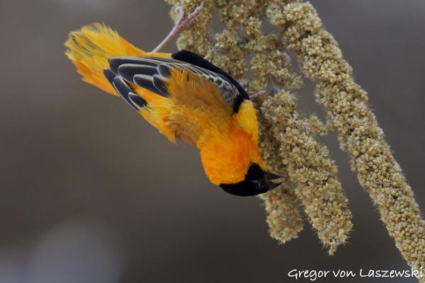  October 5, 2024 1:30 PM, Canon EOS R7, RF100-500mm F4.5-7.1 L IS USM, 500mm, f/7.1, 1/800s, ISO 5000, Gregor von Laszewski