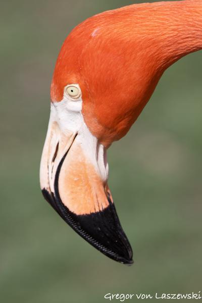  March 18, 2025 12:06 PM, Canon EOS R7, RF100-500mm F4.5-7.1 L IS USM, 500mm, f/7.1, 1/1600s, ISO 400, Gregor von Laszewski