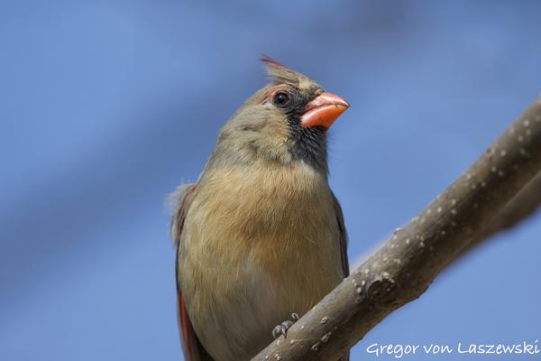  March 18, 2025 1:03 PM, Canon EOS R7, RF100-500mm F4.5-7.1 L IS USM, 500mm, f/7.1, 1/1600s, ISO 500, Gregor von Laszewski