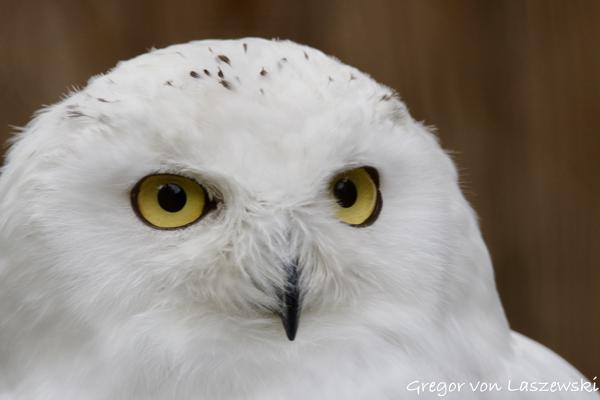  October 13, 2024 3:18 PM, Canon EOS R7, RF100-400mm F5.6-8 IS USM, 236mm, f/8.0, 1/200s, ISO 1000, Gregor von Laszewski