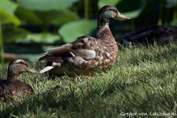  June 27, 2024 11:09 AM, Canon EOS R7, RF100-400mm F5.6-8 IS USM, 400mm, f/9.0, 1/640s, ISO 400, Gregor von Laszewski
