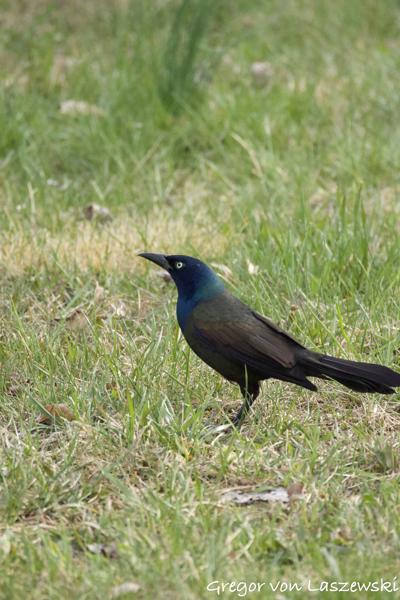  April 13, 2025 6:13 PM, Canon EOS R7, RF200-800mm F6.3-9 IS USM, 800mm, f/9.0, 1/3200s, ISO 10000, Gregor von Laszewski