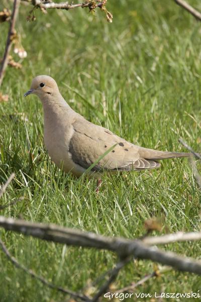  April 13, 2025 6:15 PM, Canon EOS R7, RF200-800mm F6.3-9 IS USM, 800mm, f/9.0, 1/3200s, ISO 5000, Gregor von Laszewski